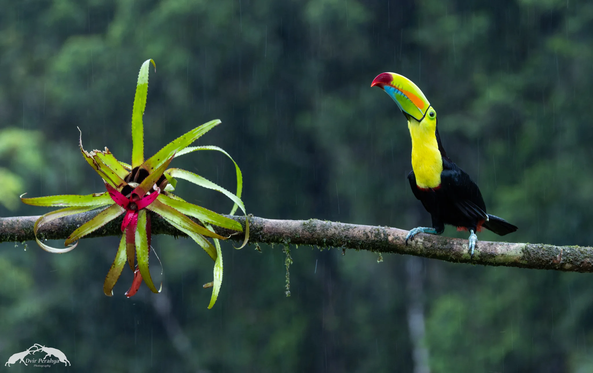 Keel-billed toucan, Boca Tapada